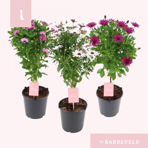 Osteospermum Standard 19cm