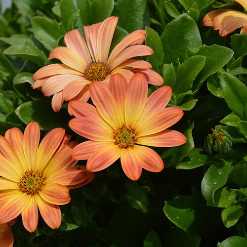 Osteospermum SummerSmile Sunfire 3 Litre