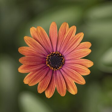 Osteospermum Sunset 1 Litre