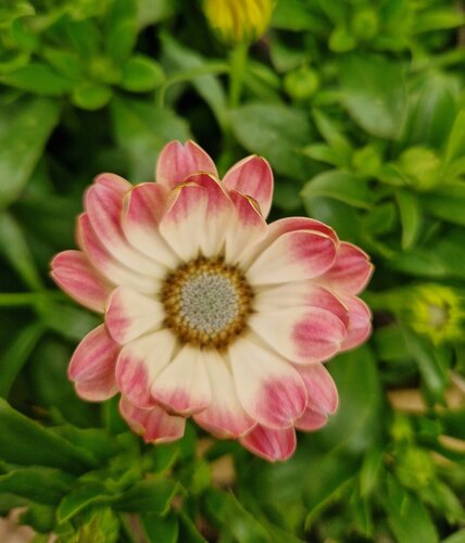 Osteospermum White Pink Blush 1 Litre