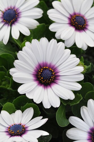 Osteospermum White Purple Eye Jumbo Six Pack