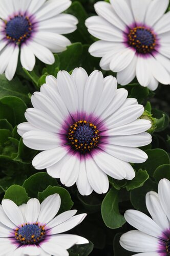 Osteospermum White with Purple Eye 10.5cm