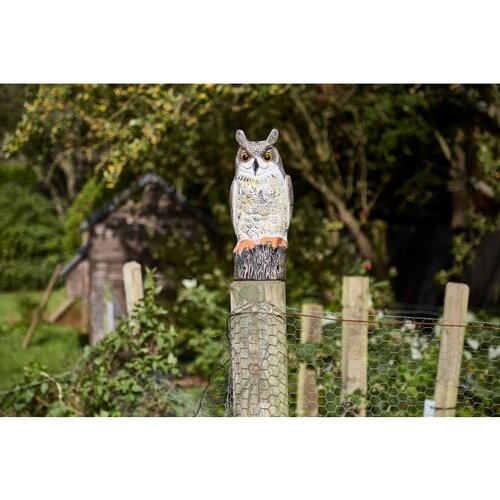 Owl - image 2