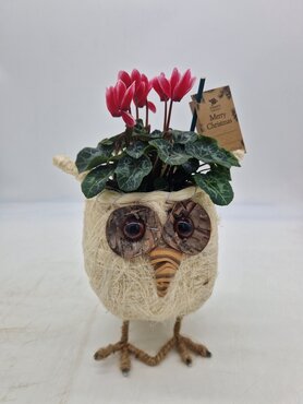 Owl Planter