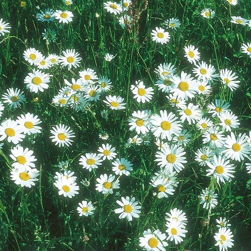 Wildflower Seeds (Ox Eye Daisy)