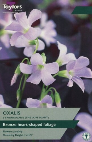 Oxalis Triangularis