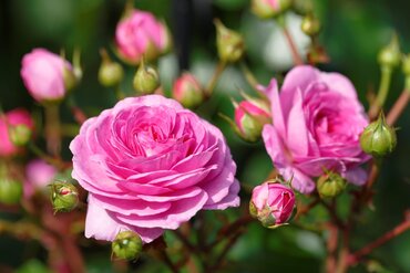 Ozeana Climbing Rose 4 Litre - image 1