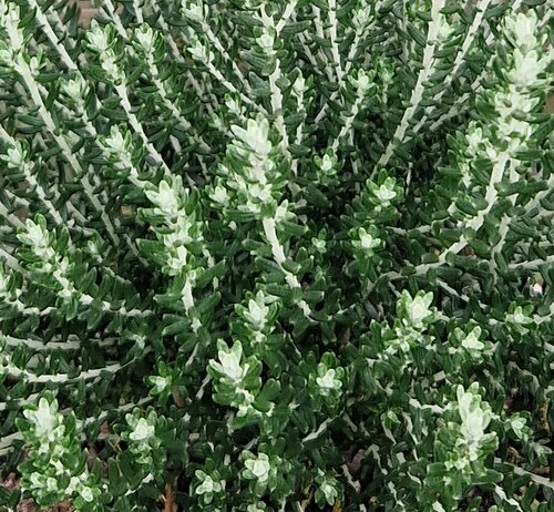 Ozothamnus Rosmarinifolius 3 Litre