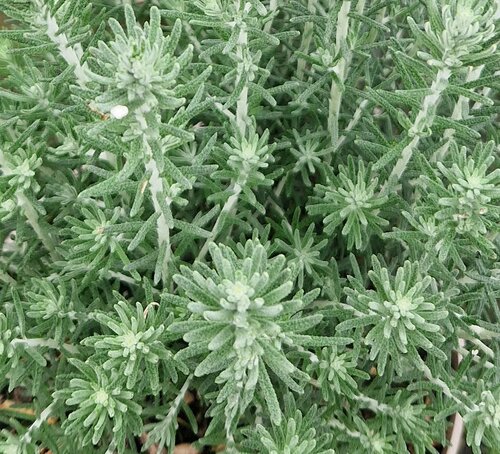 Ozothamnus Silver Jubilee 3 Litre