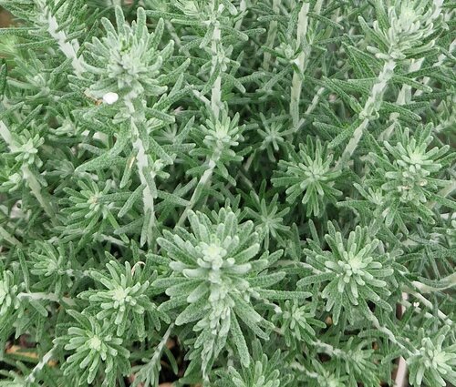Ozothamnus Threave 3 Litre - image 1