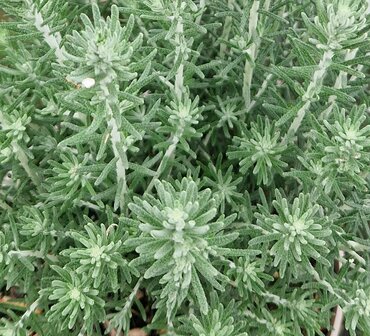 Ozothamus Silver Jubilee 3 Litre