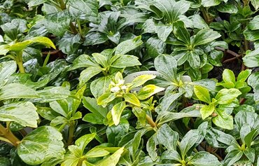 Pachysandra Terminalis Green Carpet 3 Litre - image 3