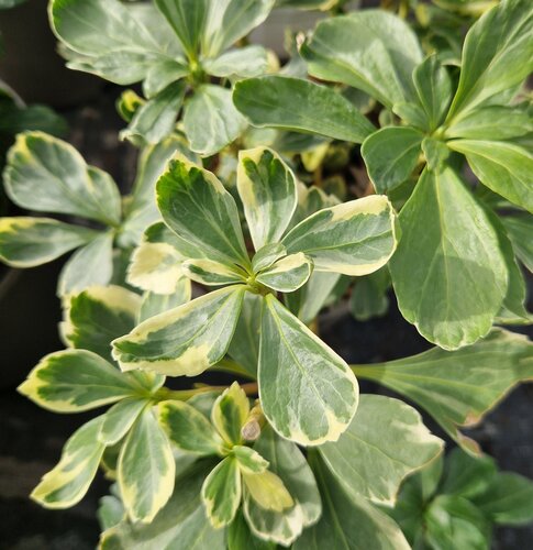 Pachysandra terminalis 'Variegata' 2 Litre