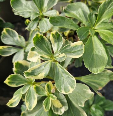 Pachysandra terminalis 'Variegata' 2 Litre