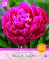 Paeonia