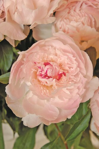 Paeonia Alertie 3.5 Litre