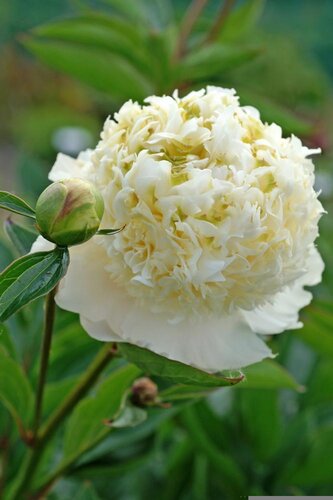 Paeonia Charlie's White 3.5 Litre