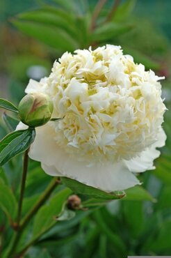 Paeonia Charlie's White 3.5 Litre
