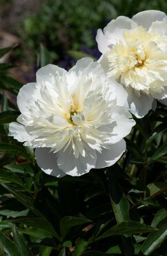 Paeonia Charlies White 3.5 Litre