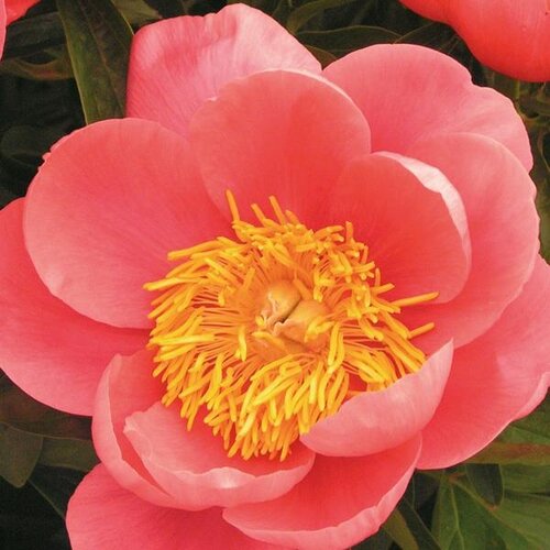 Paeonia Coral Beach 3.5 Litre