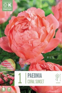 Paeonia Coral Sunset