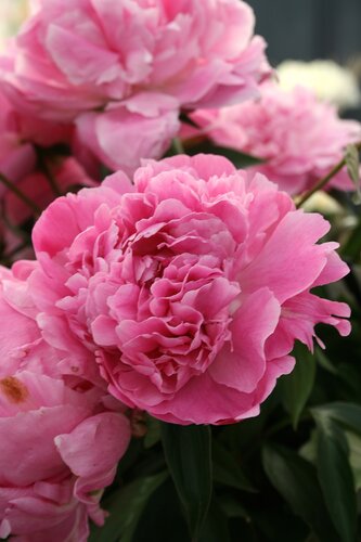 Paeonia Dr Alexander Fleming 3.5 Litre