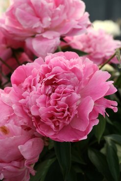 Paeonia Dr Alexander Fleming 3.5 Litre