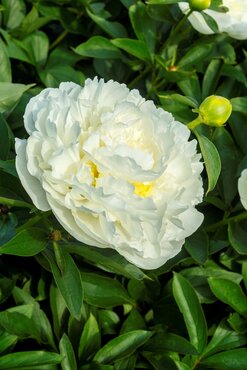 Paeonia Duchesse De Nemours 3.5 Litre - image 1