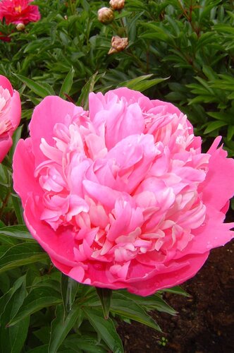 Paeonia Edulis Superba 3.5 Litre