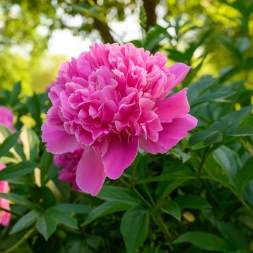 Paeonia Edulis Superba 3.5 Litre
