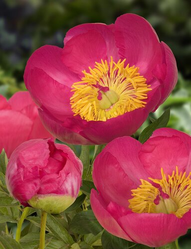 Paeonia Flame 3.5 Litre