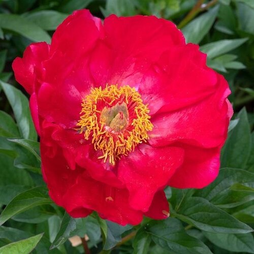 Paeonia Flame 3.5 Litre