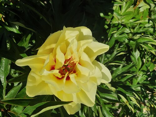 Paeonia Huang Guan 5.5 Litre