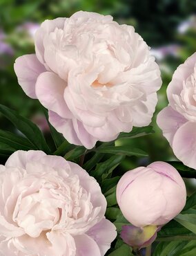 Paeonia Immaculee 3.5 Litre