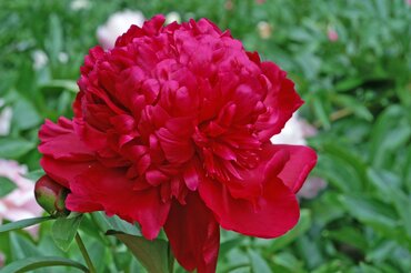 Paeonia Inspecteur Lavergne 3.5 Litre