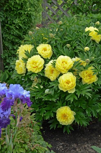 Paeonia Itoh Bartzella 5.5 Litre