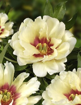 Paeonia Itoh Callie's Memory 5.5 Litre