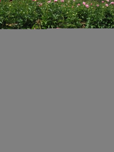 Paeonia Itoh Julia Rose 5.5 Litre