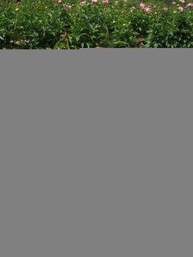 Paeonia Itoh Julia Rose 5.5 Litre