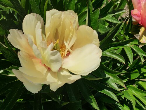 Paeonia Itoh Scrumdidleumptious 5.5 Litre