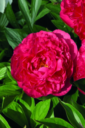 Paeonia Karl Rosenfield 3.5 Litre