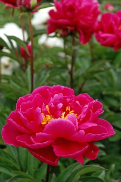 Paeonia Karl Rosenfield 3.5 Litre