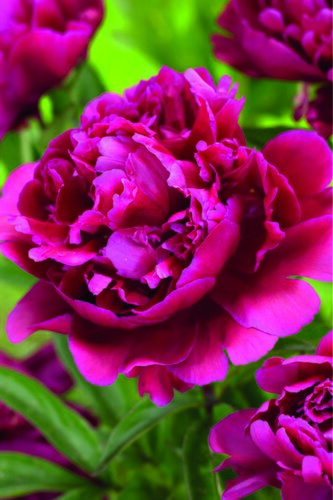 Paeonia Karl Rosenfield Giant Bulb