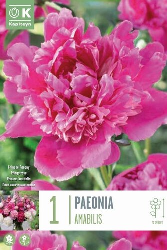 Paeonia Lactiflora Amabilis