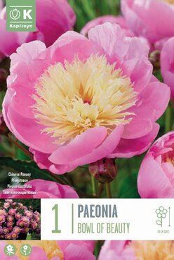 Paeonia Lactiflora Bowl Of Beauty