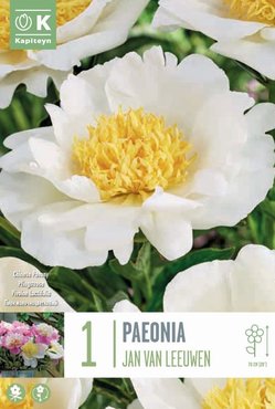 Paeonia Lactiflora Jan Van Leeuwen