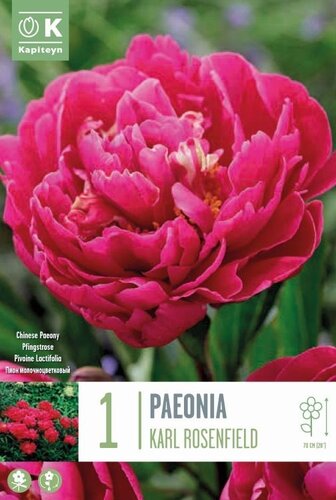 Paeonia Lactiflora Karl Rosenfield