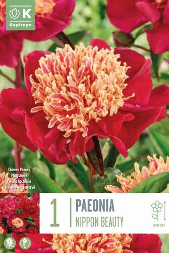 Paeonia Lactiflora Nippon Beauty