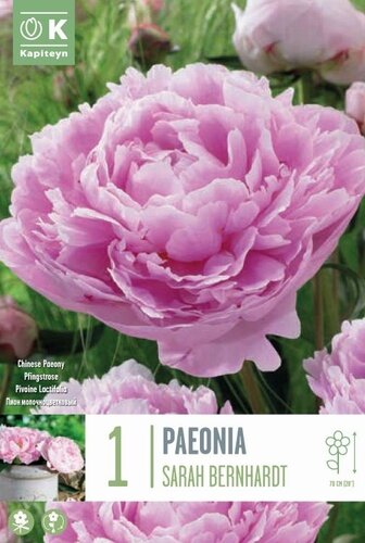 Paeonia Lactiflora Sarah Bernhardt