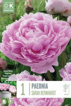 Paeonia Lactiflora Sarah Bernhardt